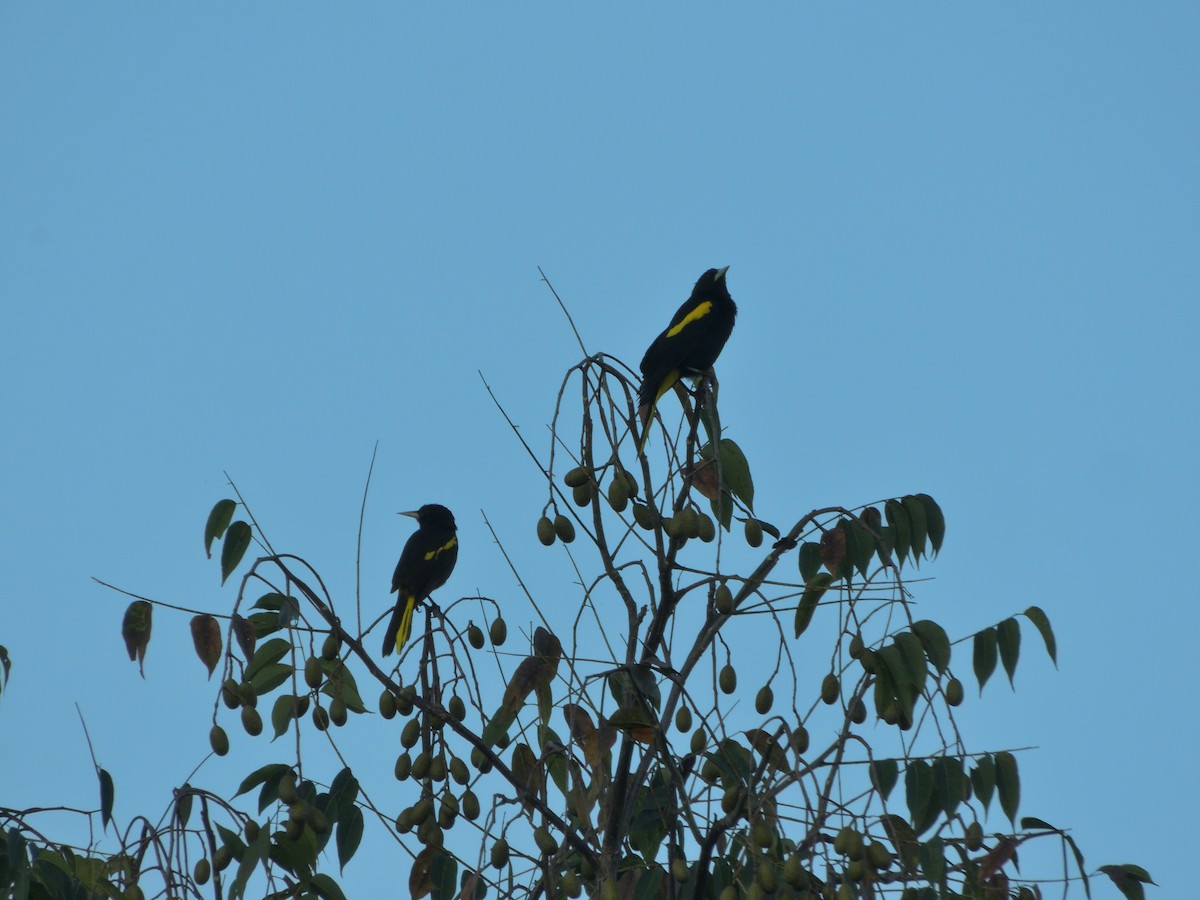 gulvingekasik - ML648685256