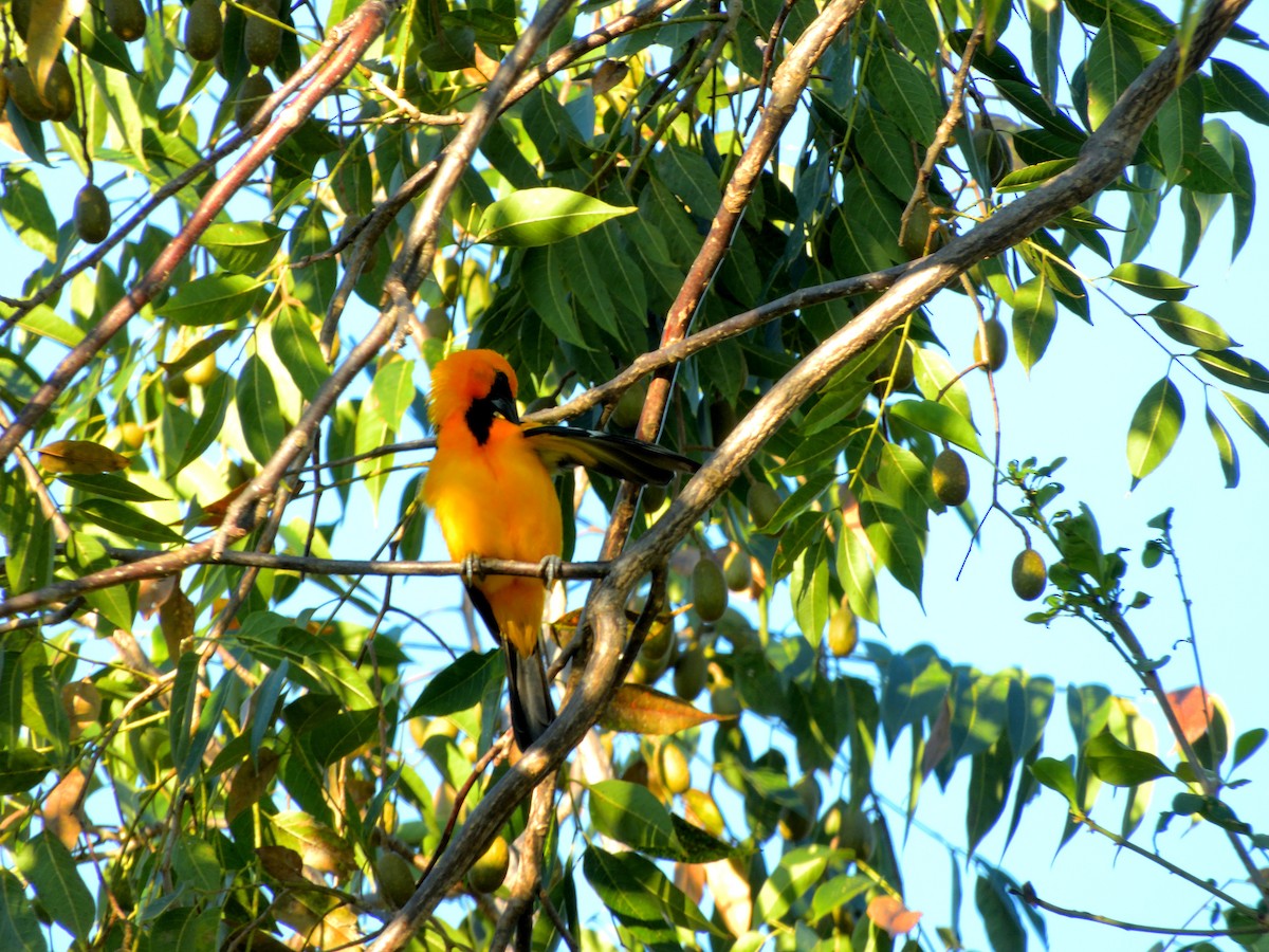 flammetrupial - ML648685259