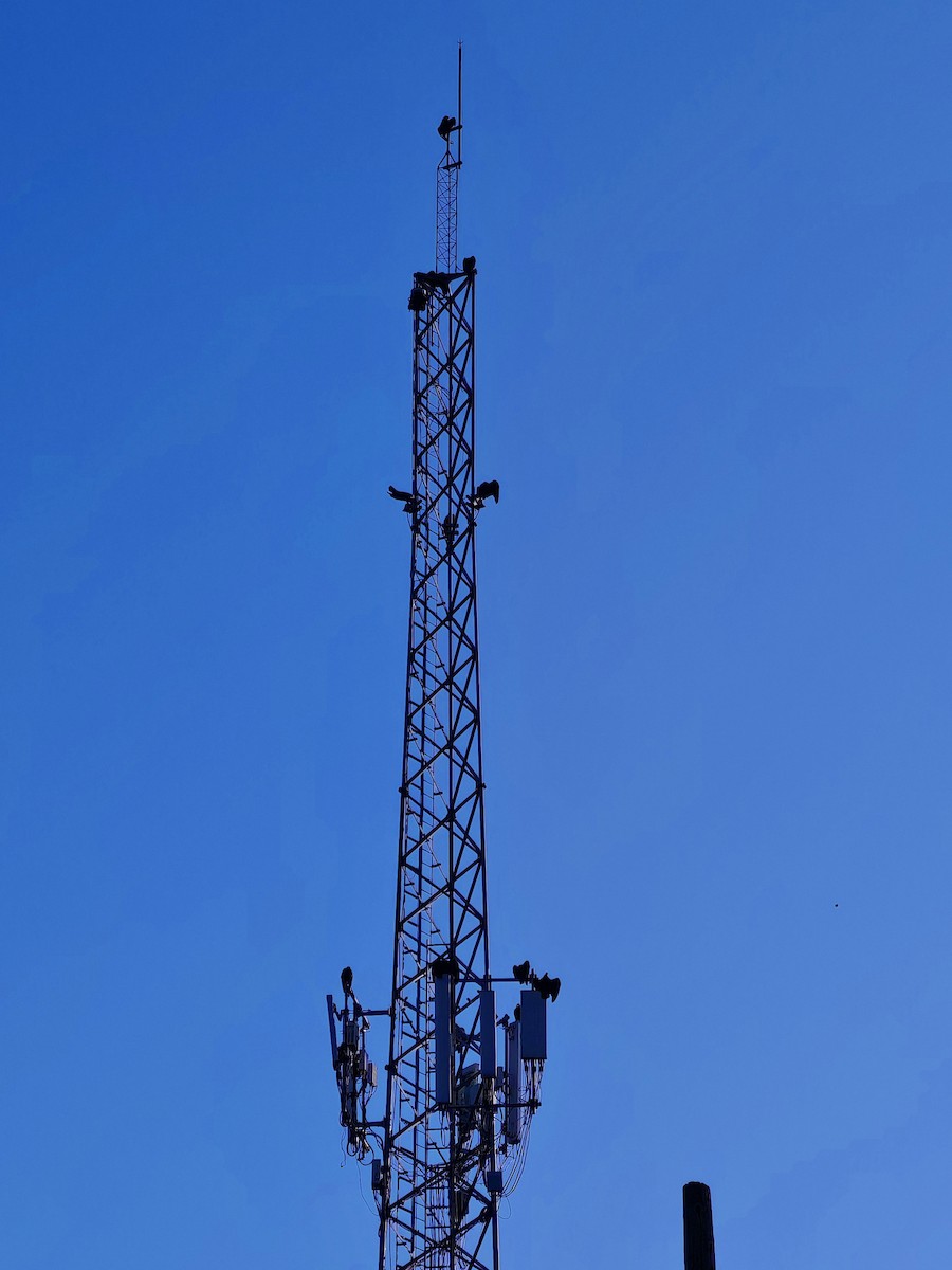 kalkunkondor - ML648685330