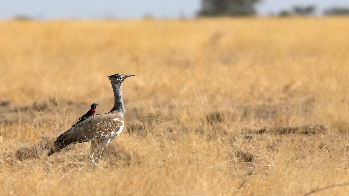 Arabistan Toyu - ML648686494