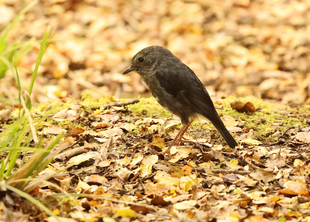 nordøyflueskvett - ML648686707