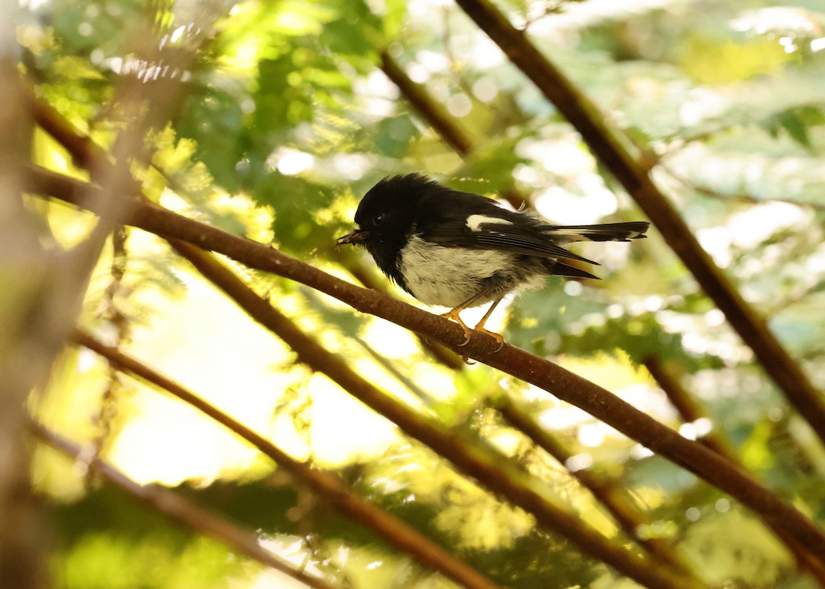 maoriflueskvett - ML648686730