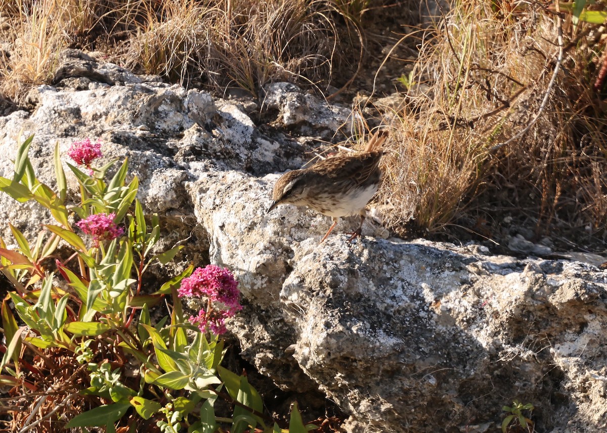 newzealandpiplerke - ML648686862