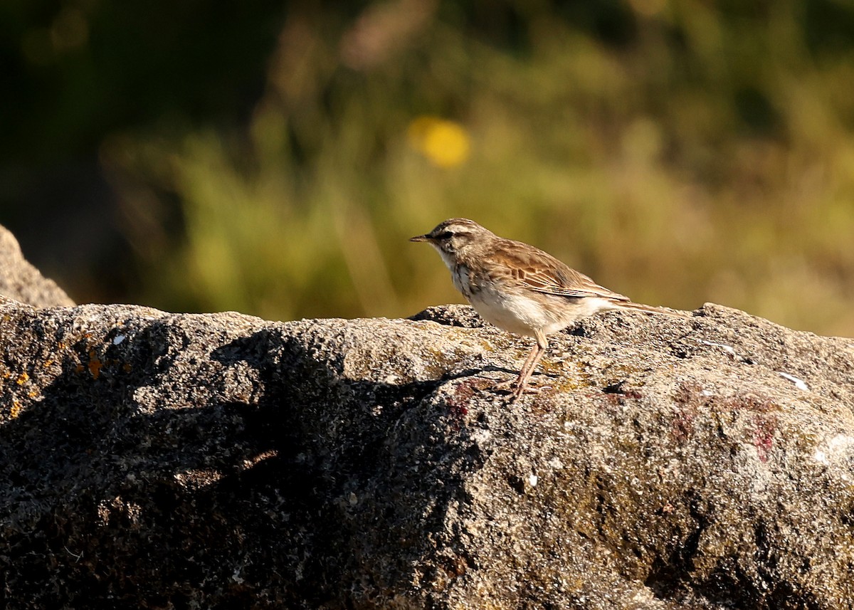 newzealandpiplerke - ML648686863