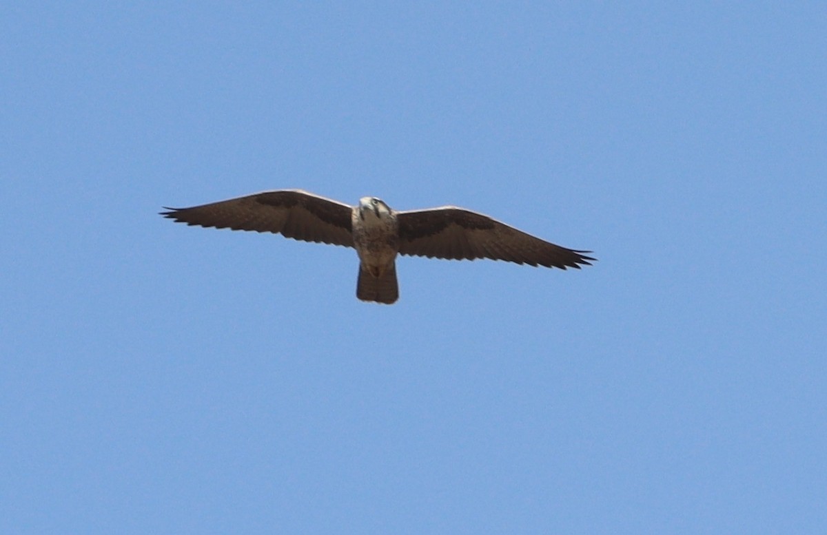 Lanner Falcon - ML648686962
