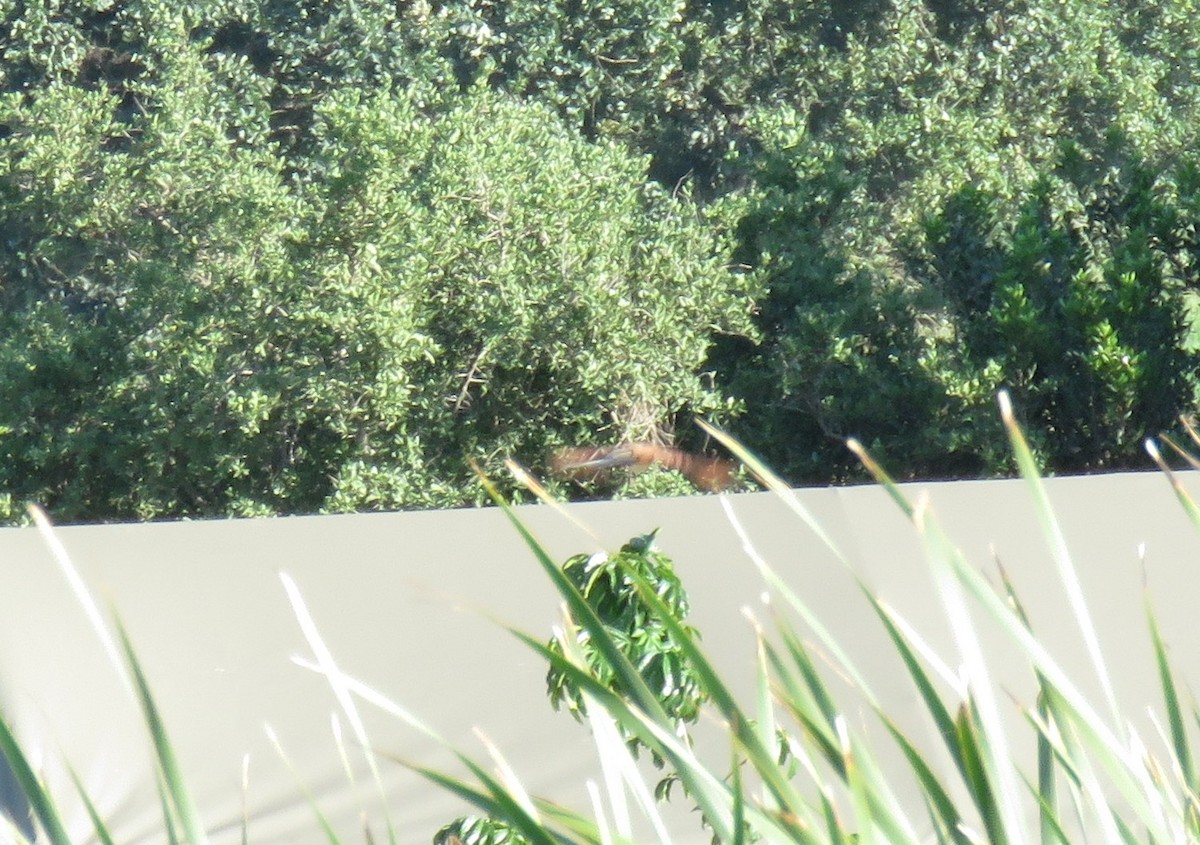 Burchell Kukalı - ML648687003