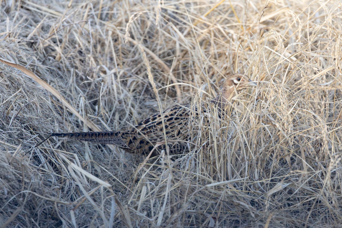 Buntfasan - ML648687228