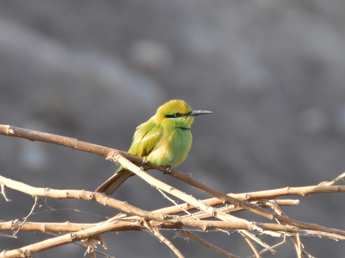 African Green Bee-eater - ML648687777