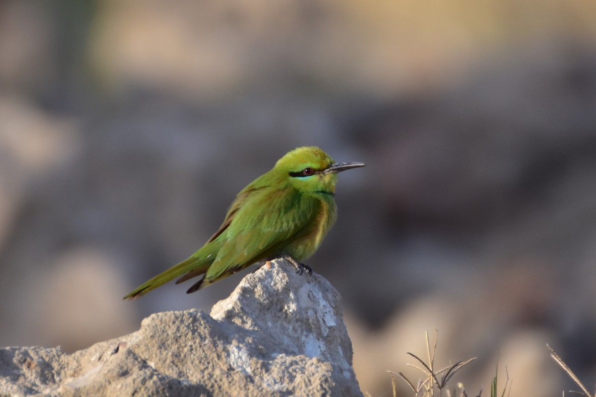African Green Bee-eater - ML648687937