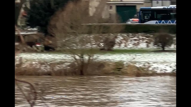 Мартин малий - ML648688404