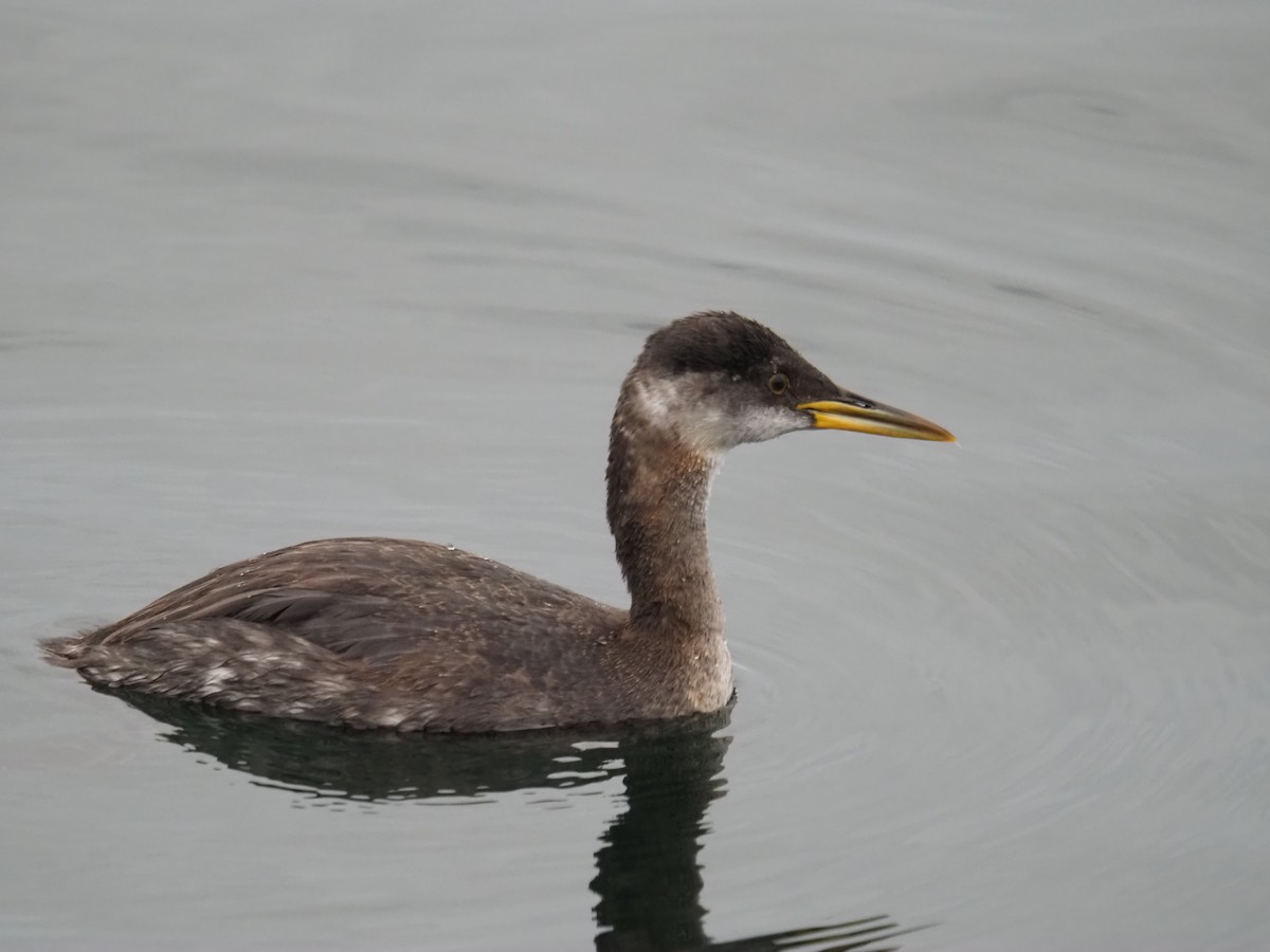 Somormujo Cuellirrojo - ML648688553