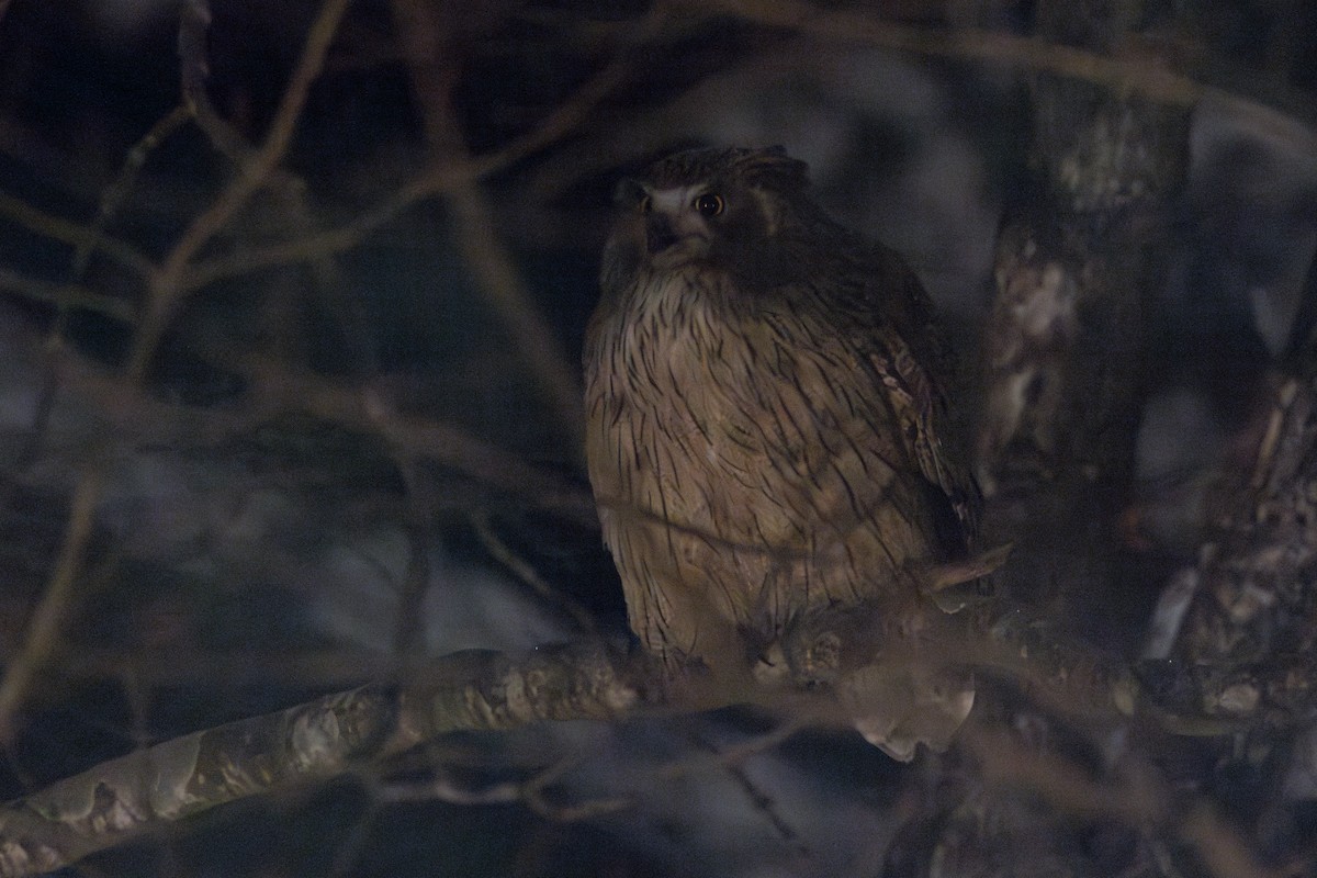 Blakiston's Fish-Owl (blakistoni) - ML648688684