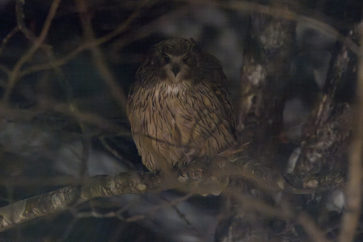 Blakiston's Fish-Owl (blakistoni) - ML648688685