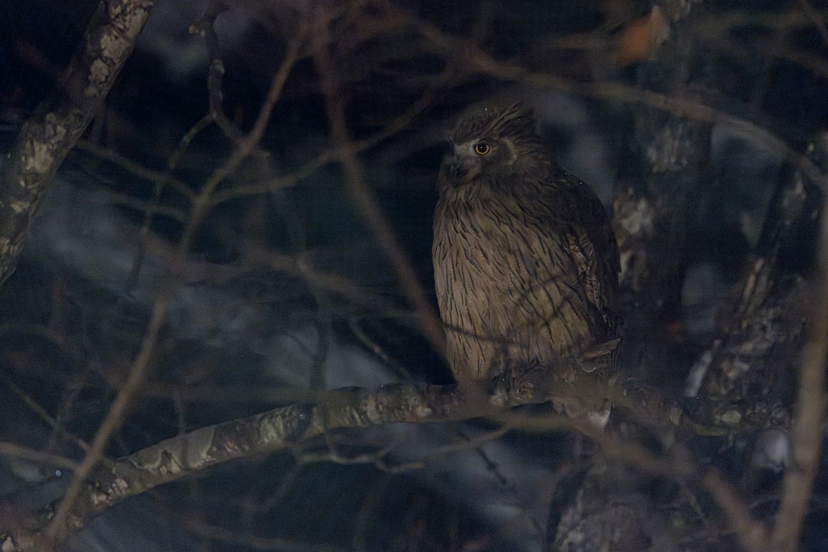 Blakiston's Fish-Owl (blakistoni) - ML648688686