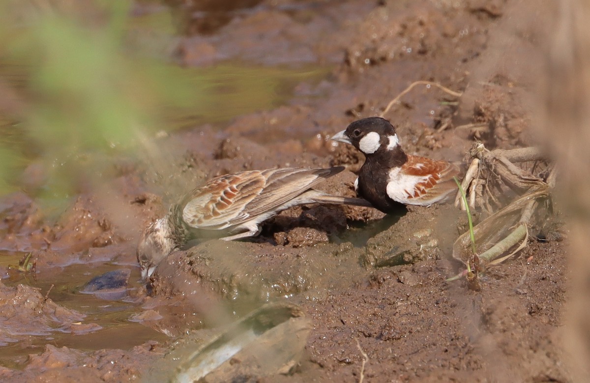 Terrera Orejiblanca - ML648689239