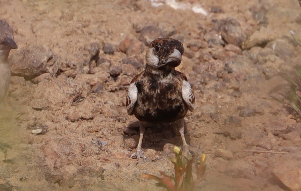 Terrera Orejiblanca - ML648689240