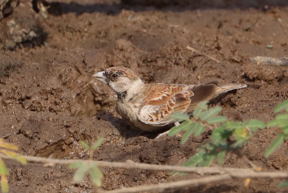 Terrera Orejiblanca - ML648689241
