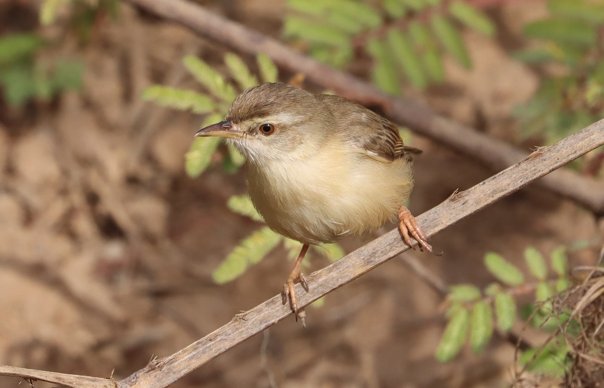 Tawny-flanked Prinia - ML648689353