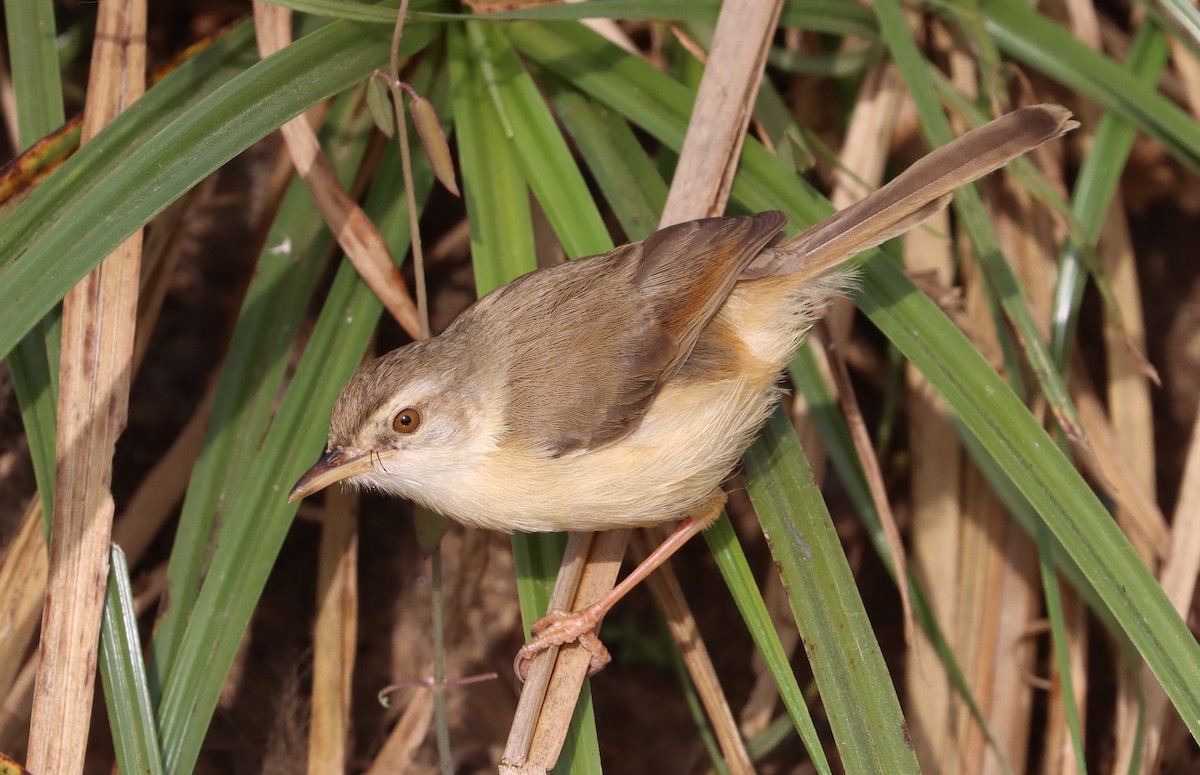 Tawny-flanked Prinia - ML648689354