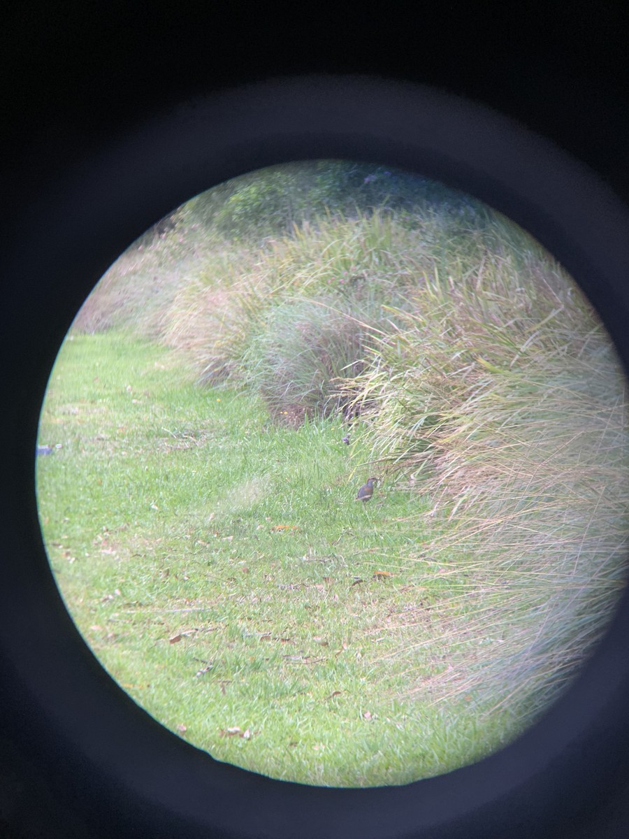 Bindenralle - ML648689413