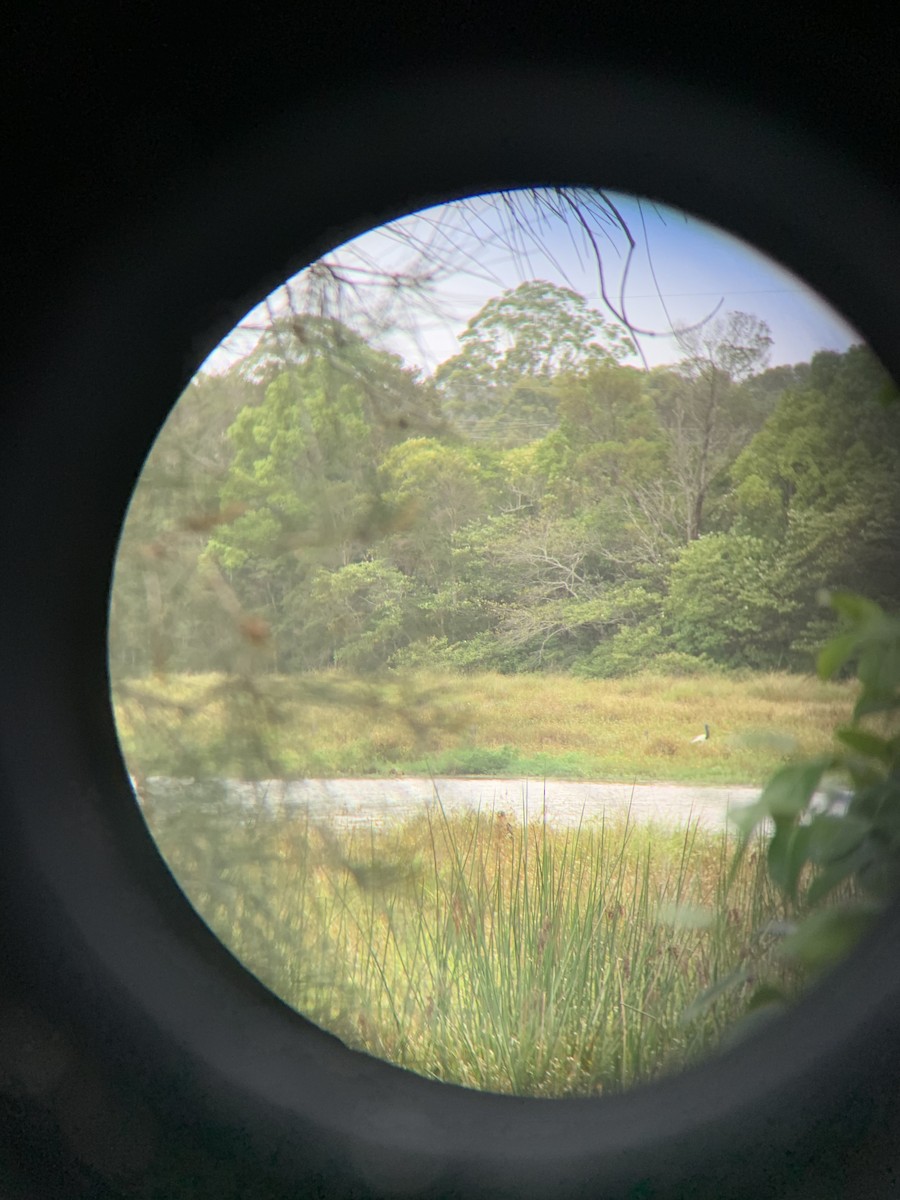 Riesenstorch - ML648689572