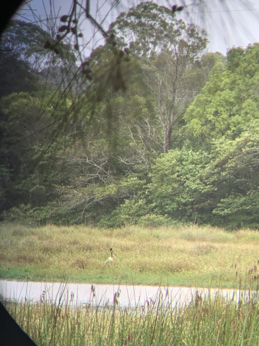 Riesenstorch - ML648689574