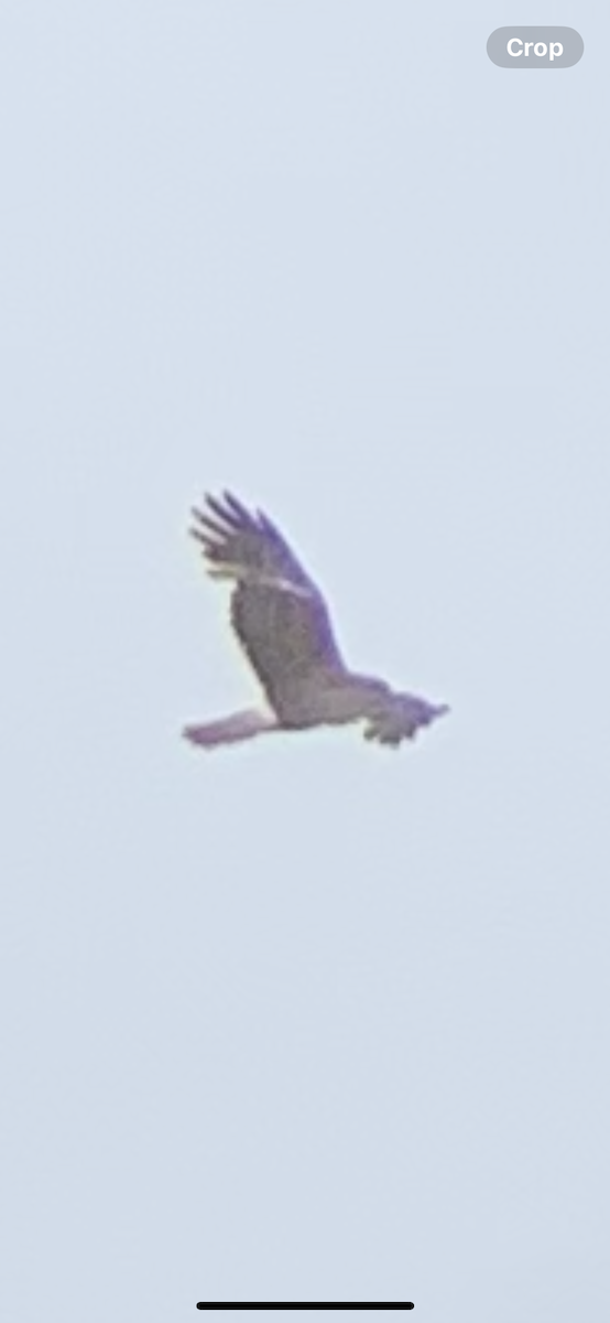 Sumpfweihe - ML648689595