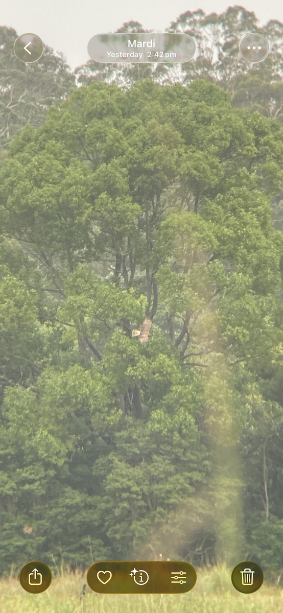 Sumpfweihe - ML648689596