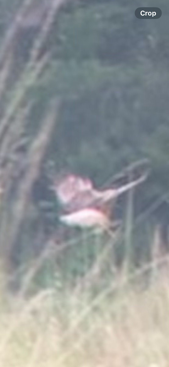 Sumpfweihe - ML648689597