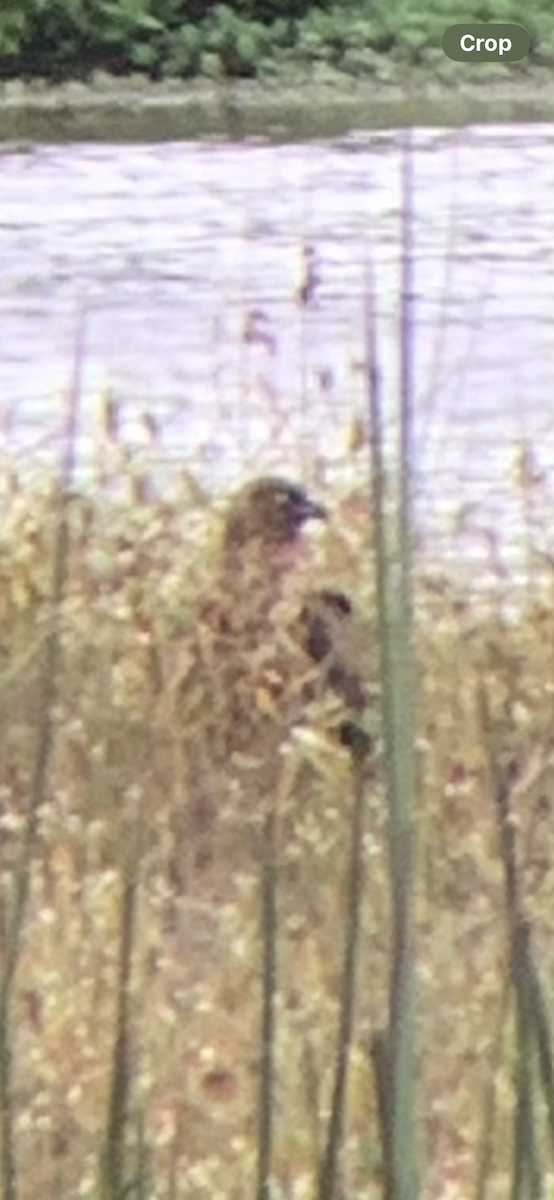 Sumpfweihe - ML648689598