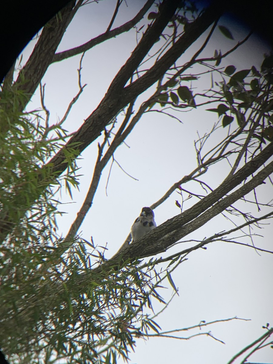 Schwarzkehl-Krähenstar - ML648689664