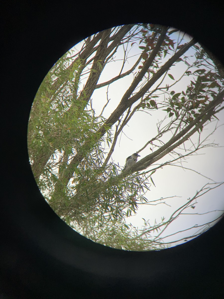 Schwarzkehl-Krähenstar - ML648689665