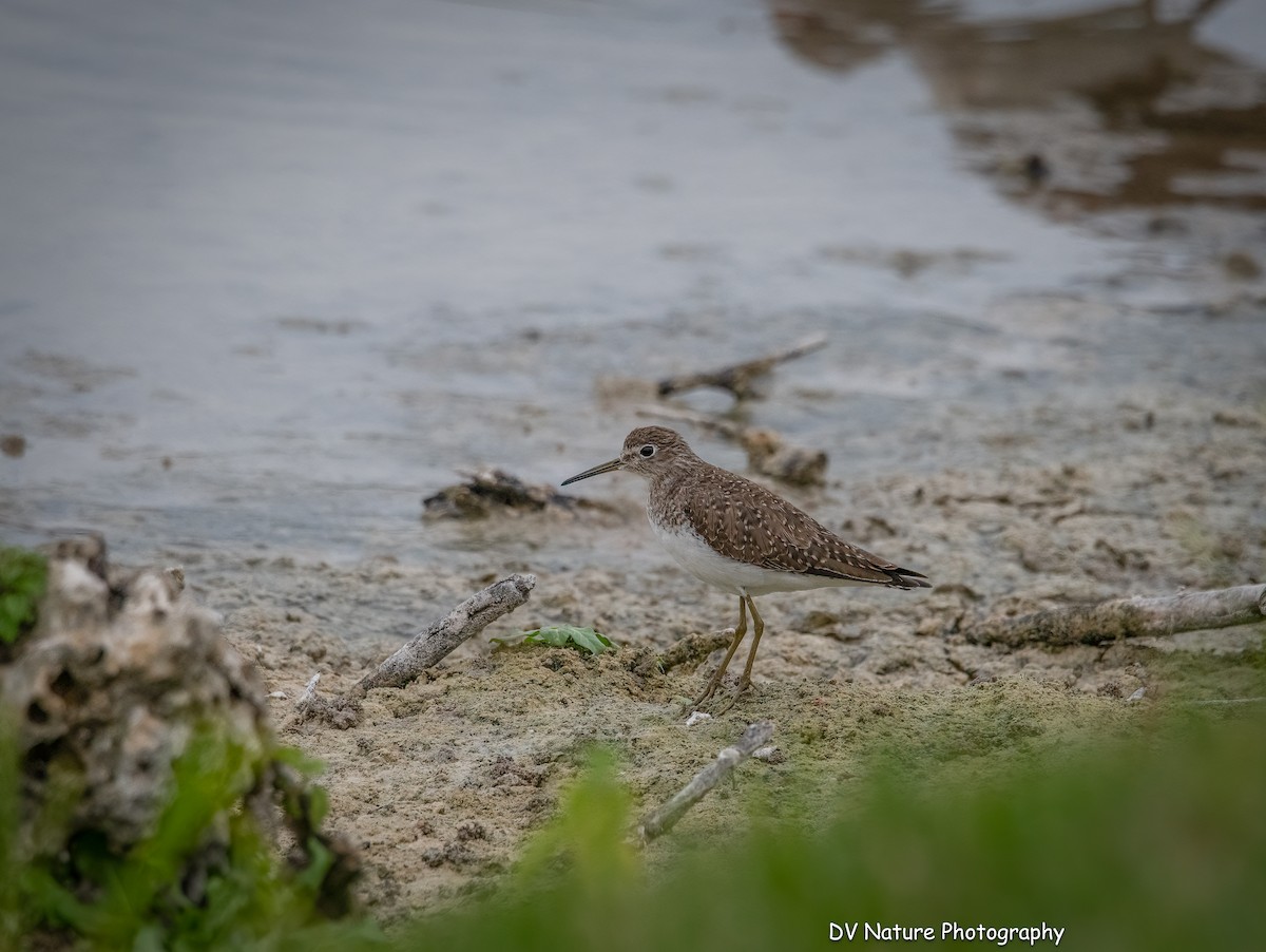 コシグロクサシギ - ML648689732