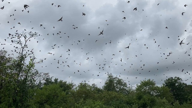 Tree Swallow - ML648689952