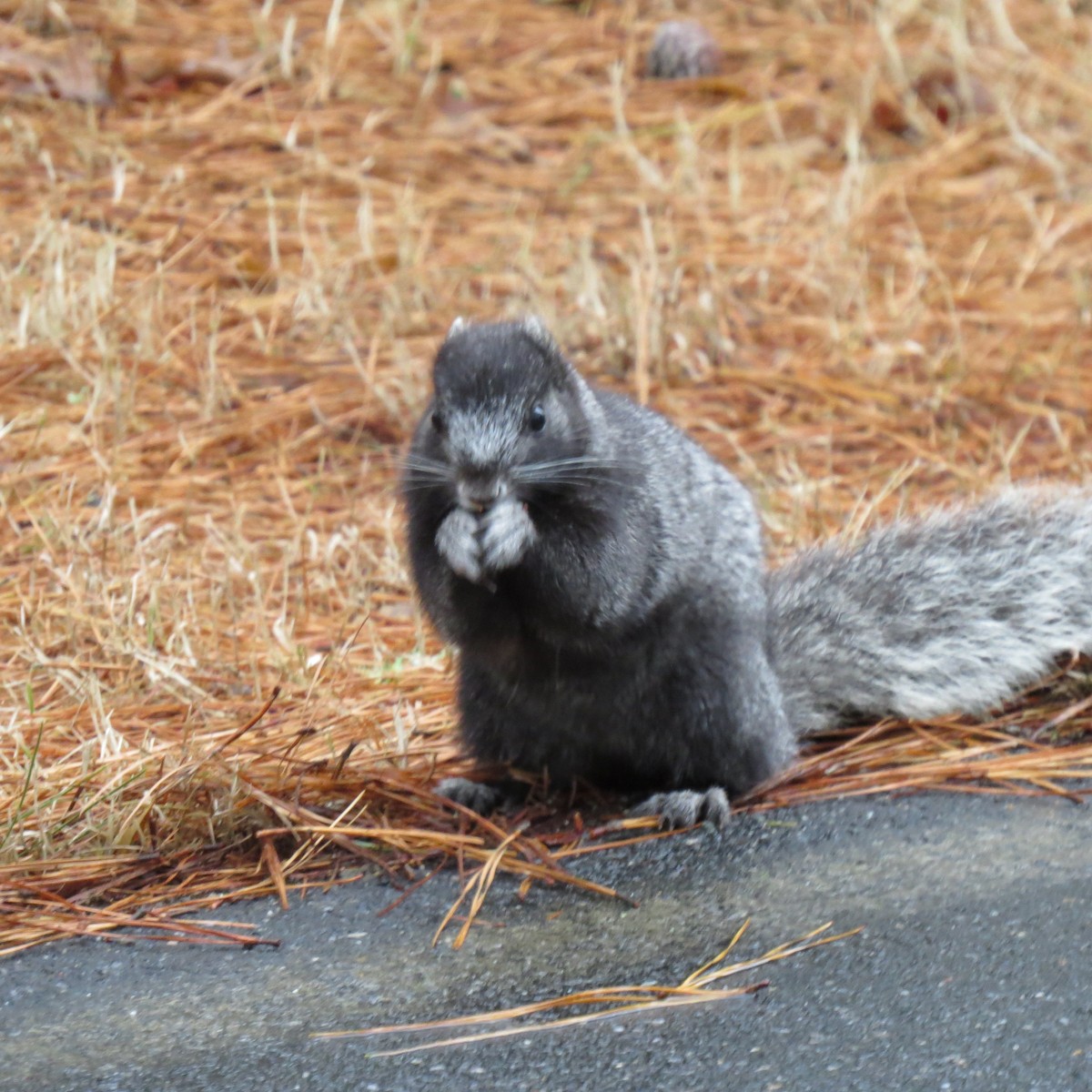 Delmarva Fox Squirrel - ML648690327