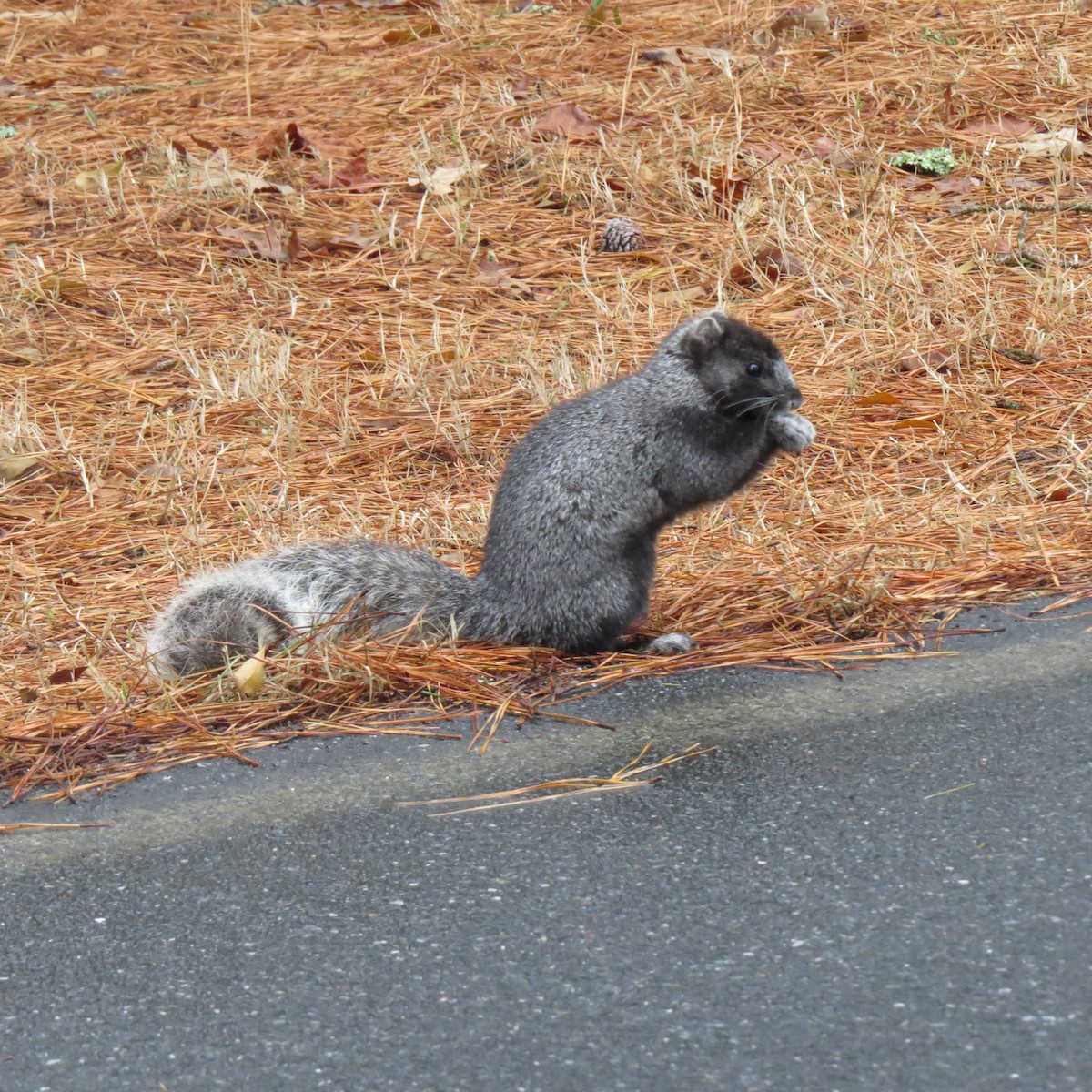 Delmarva Fox Squirrel - ML648690328