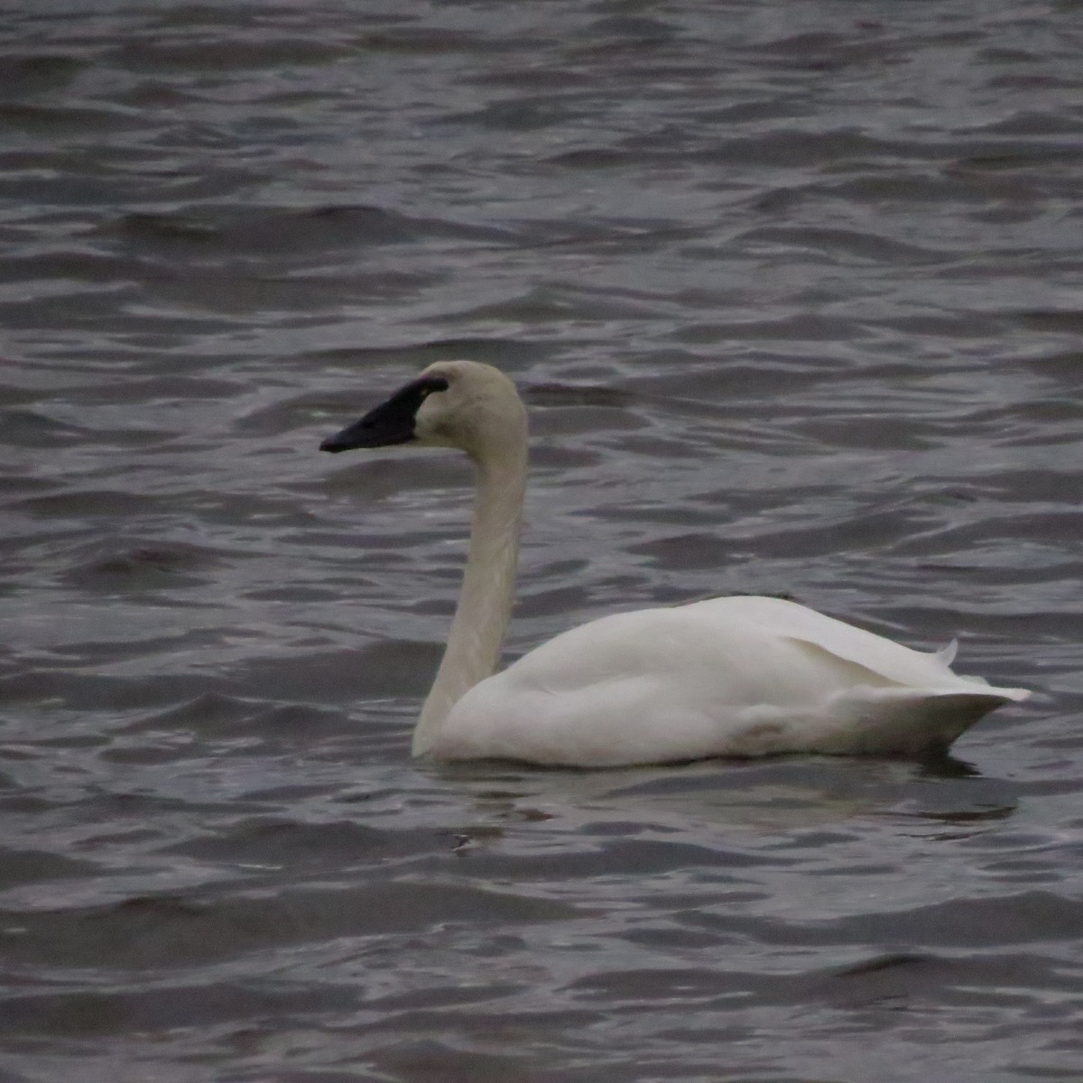 Tundra Swan - ML648690382