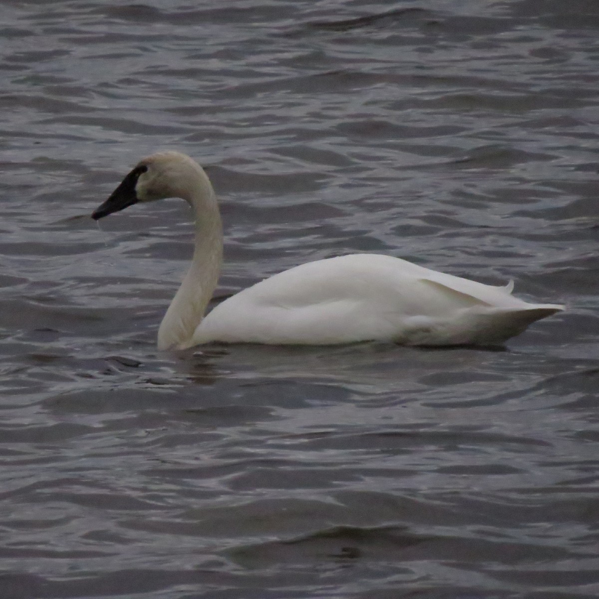 Tundra Swan - ML648690383