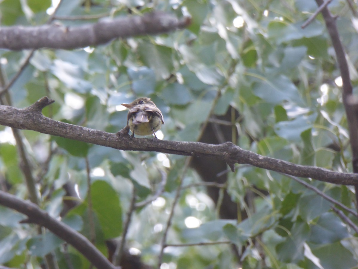 Western Flycatcher (Cordilleran) - ML64869041