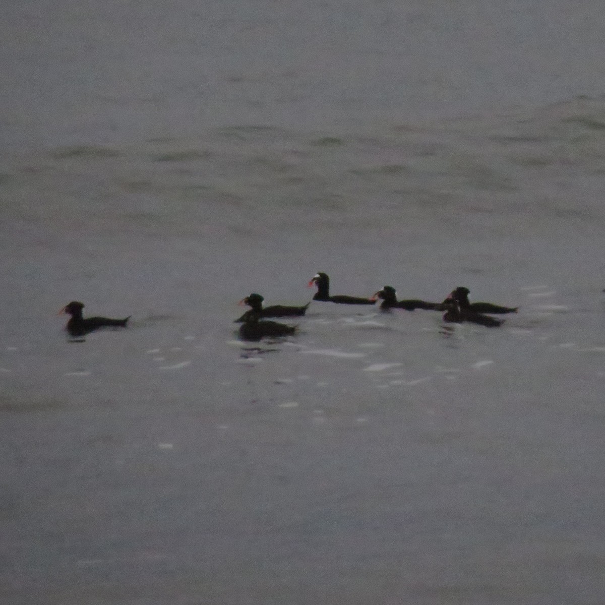 Surf Scoter - ML648690436