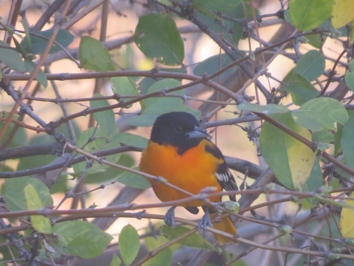 Baltimore Oriole - ML648690463