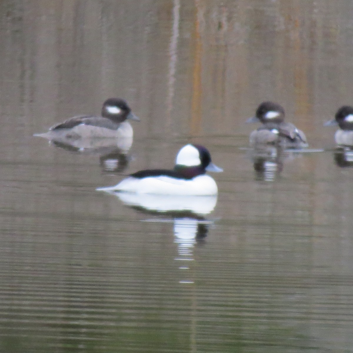 Bufflehead - Tom Eck