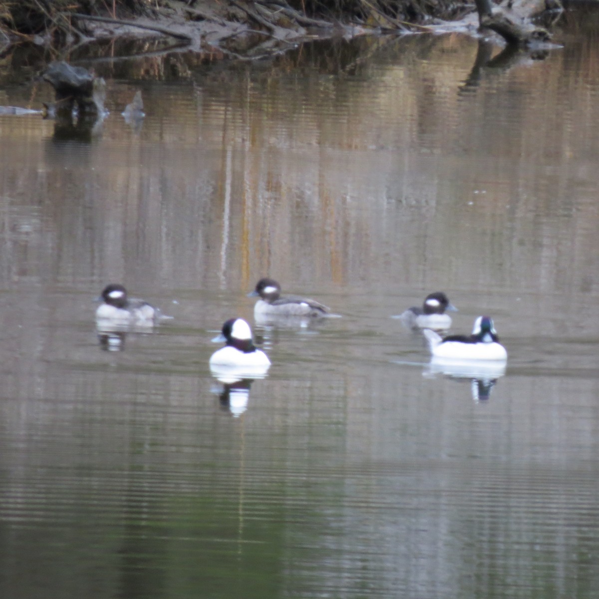 Bufflehead - ML648690475