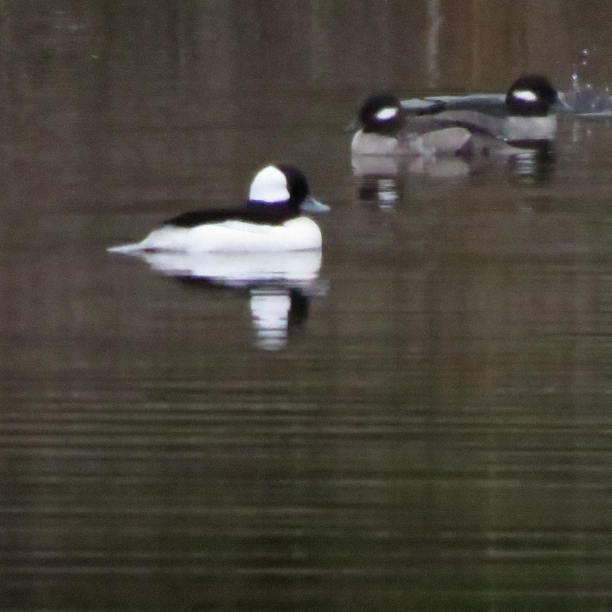 Bufflehead - ML648690476