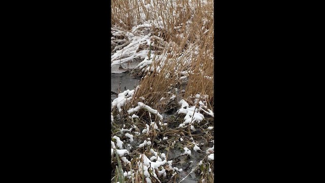 Water Rail - ML648690509