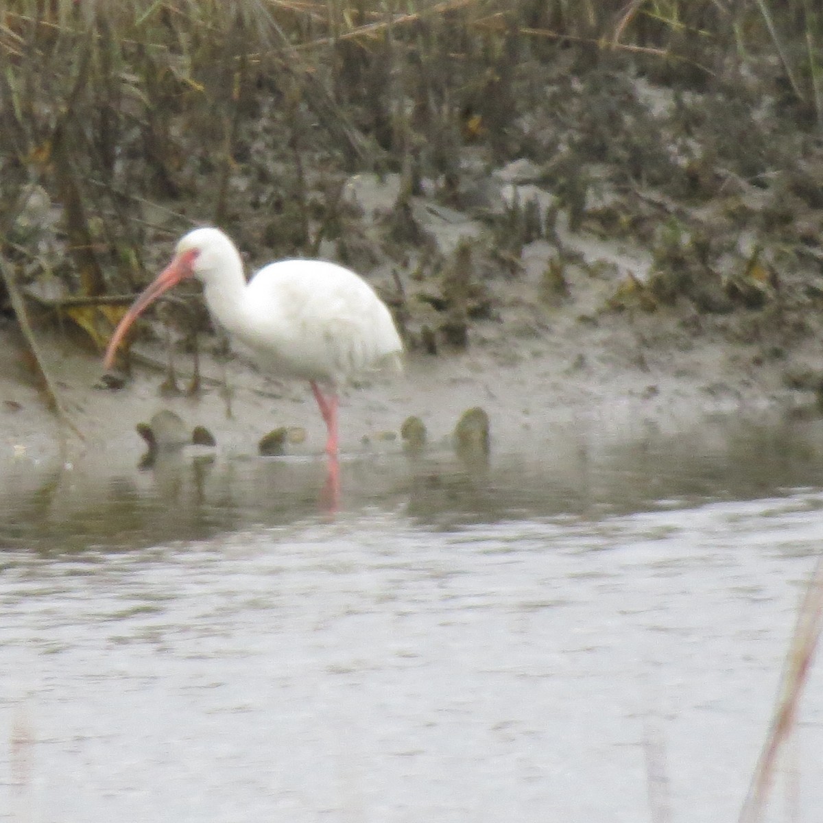 White Ibis - ML648690534