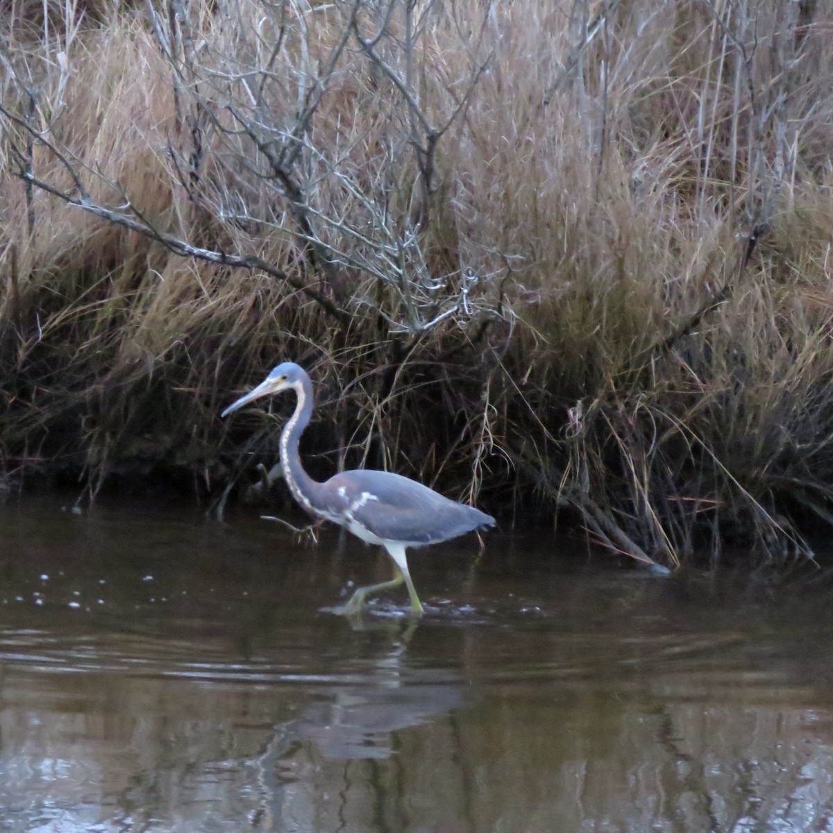 Tricolored Heron - Tom Eck