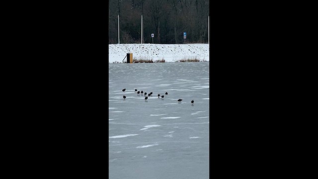 Eurasian Coot - ML648690557