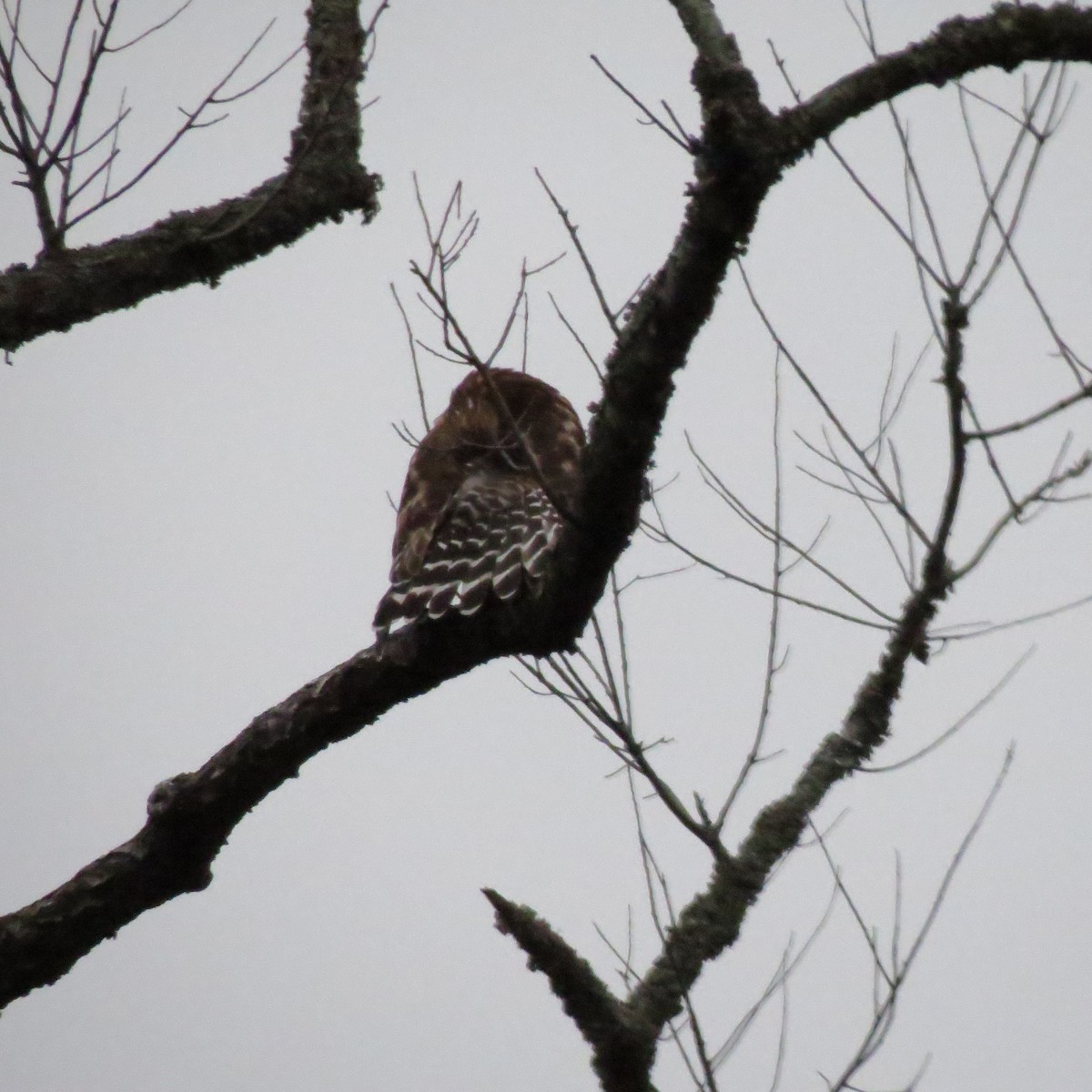 Red-shouldered Hawk - ML648690601