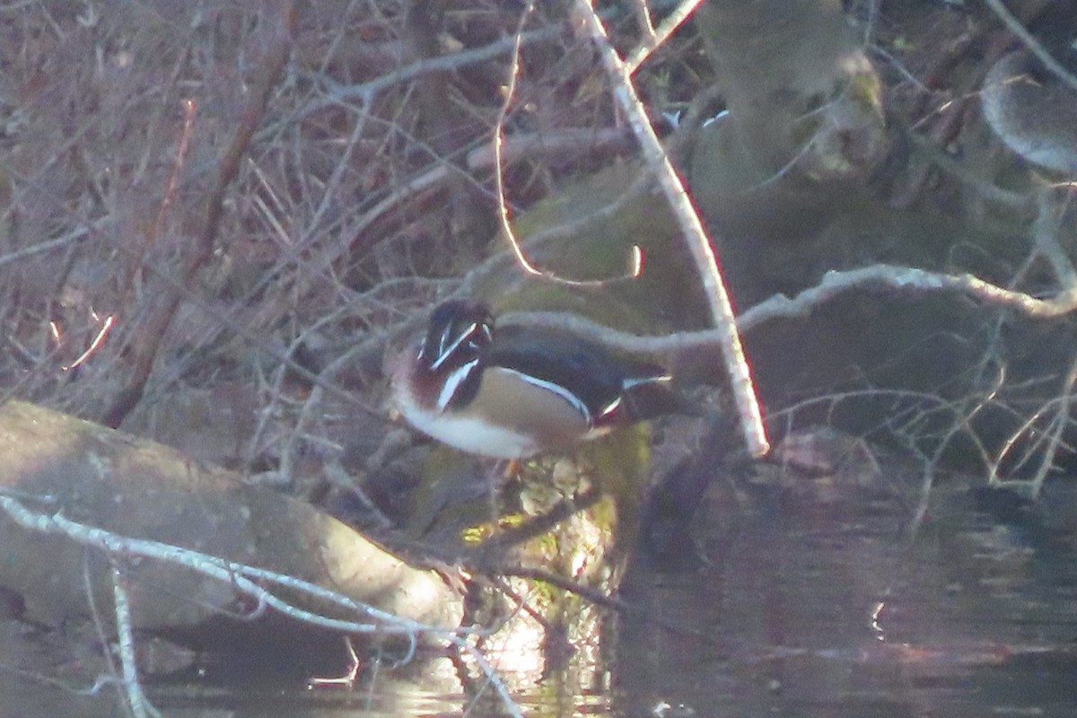 Brautente - ML648690784